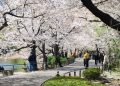 Wisata Ueno Park via Tripjepang