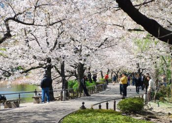 Wisata Ueno Park via Tripjepang