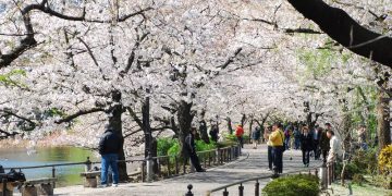 Wisata Ueno Park via Tripjepang
