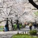 Wisata Ueno Park via Tripjepang