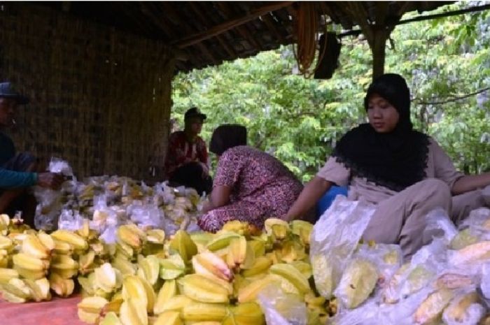 Agrowisata Belimbing Dewa Depok via Pikiran Rakyat