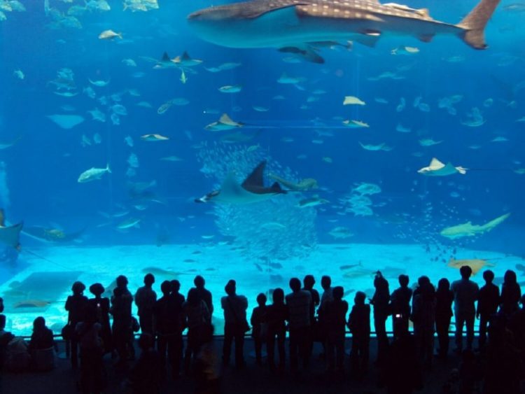 Istanbul Aquarium via Tourguide Istanbul