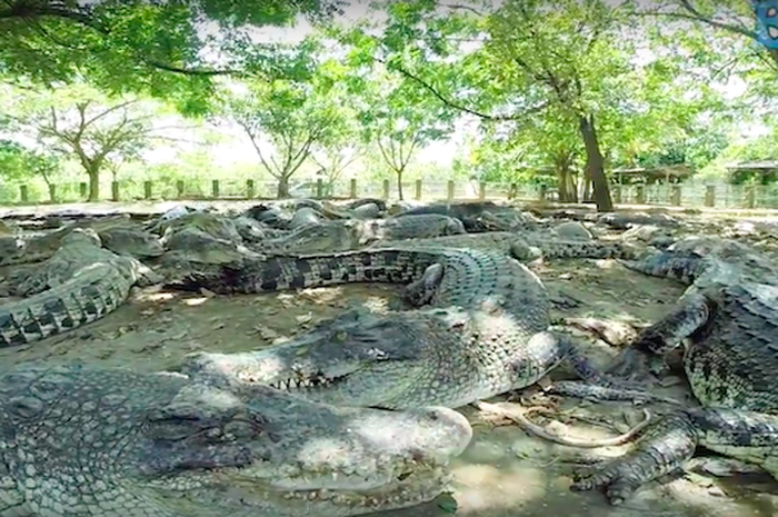 Objek Wisata Taman Buaya Tanjung Pasir di Tangerang