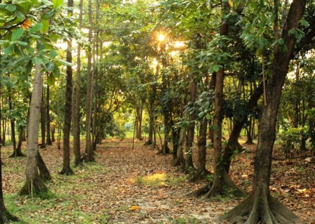 Tempat Wisata Alam Hutan Kota di Bekasi