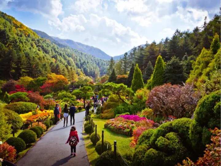 Garden of Morning Calm - tempat wisata di Korea Selatan