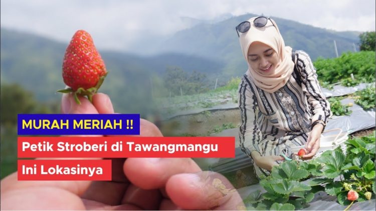 Memetik Strawberry di Tawangmangu via Youtube