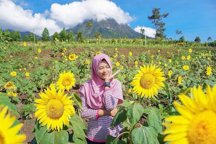 Kebun Bunga Matahari dan Peternakan Kuda Megastar via Photo Malang