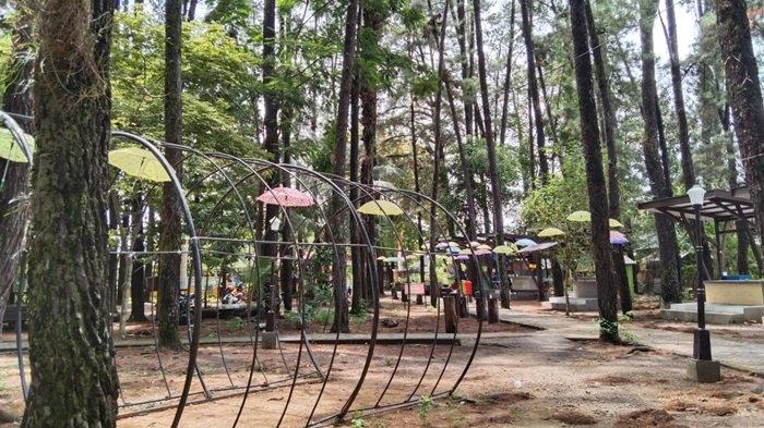 Hutan Pinus Mentaos Banjarbaru via Tribunnews
