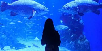 Jakarta Aquarium Foto by Desvirajufanny