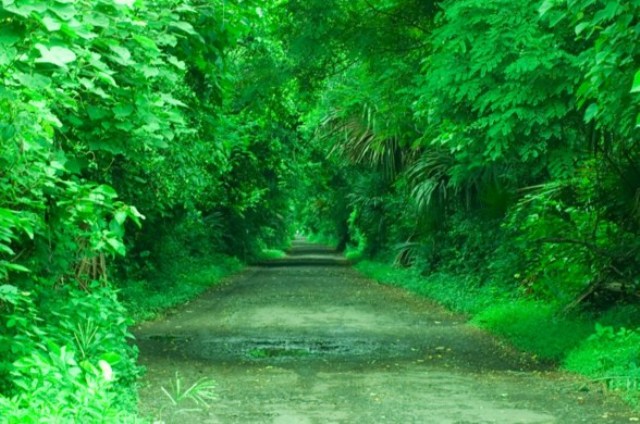 Hutan Evergreen