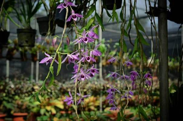 Taman Anggrek Ragunan via @santi_orchid