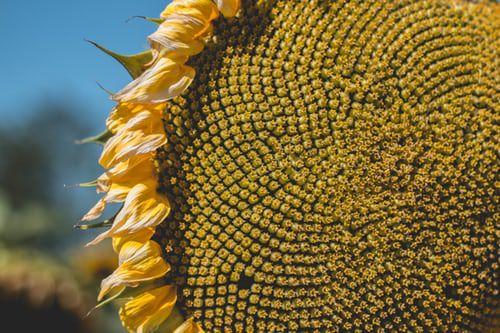 Ilustrasi Kebun Bunga Matahari Karangmalang Sragen