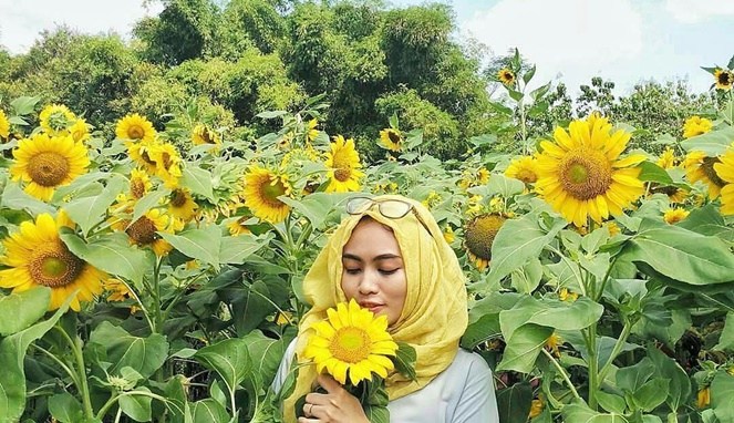 8 Taman Bunga Matahari Paling Hits Yang Wajib Anda Jadikan