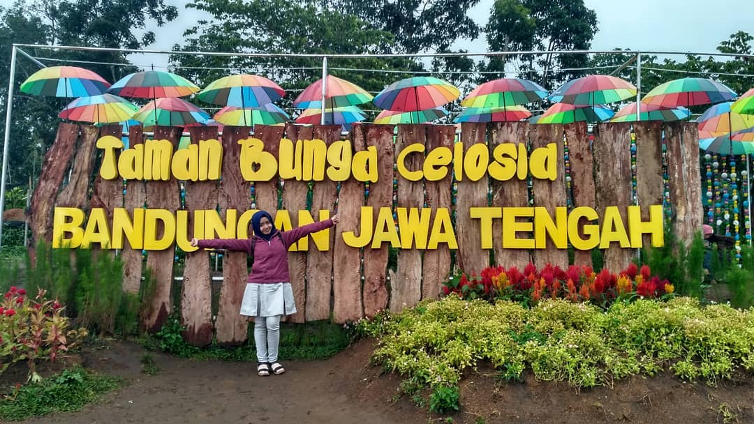 Menikmati Keindahan Taman Bunga Celosia Di Kaki Gunung Ungaran