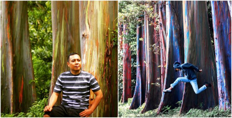 Pohon Pelangi Hutan Bogor via @rakhmat_fachry & @killjoy_93