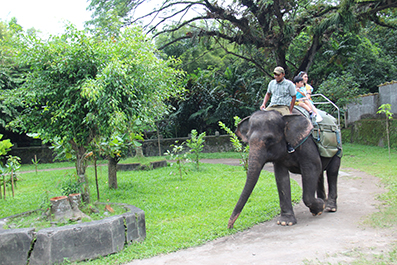 Gajah Tunggang