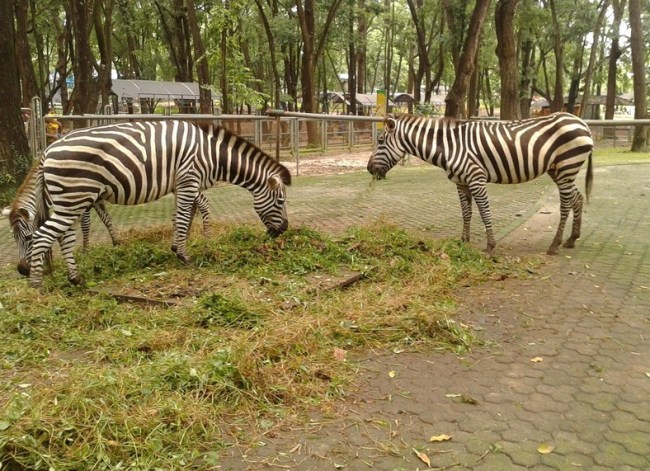 Zebra Ragunan via Pariwisata