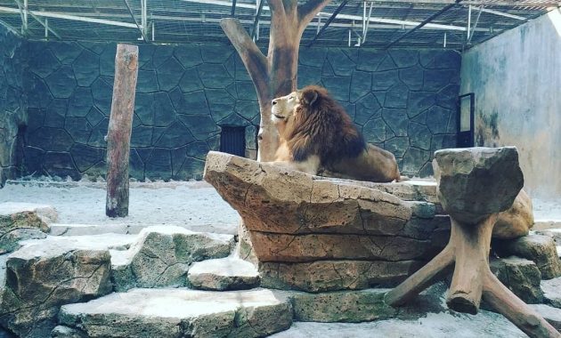 Singa di Bandung Zoo via IGhalimanadaniel