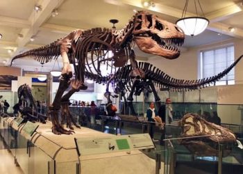 Museum Zoologi Bogor