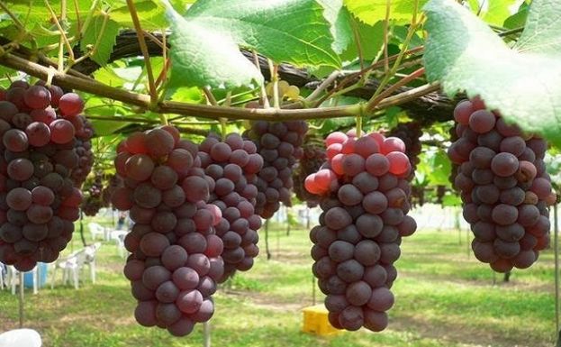 Agrowisata Anggur Banyupoh