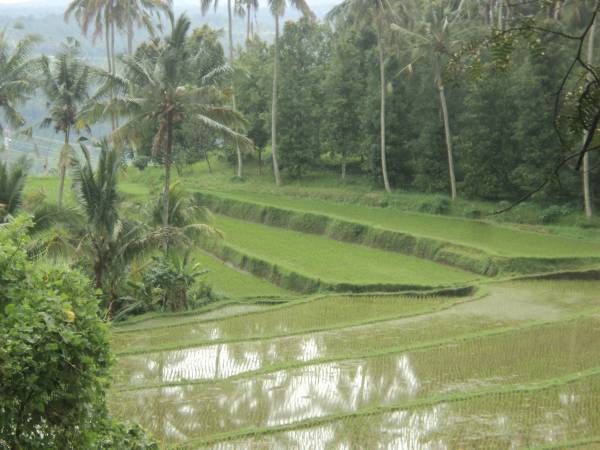 Desa Wisata Subuk via Bulelengkab