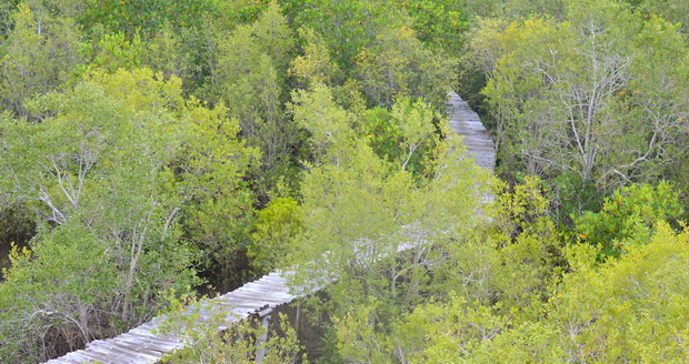 Hutan Mangrove Magepanda via Floresa