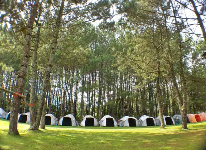 Pine Forest Camp