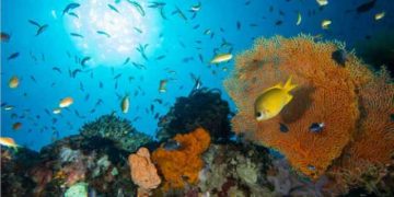 Teluk Maumere via Suaraflores