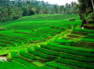 104 Tempat Wisata Di Buleleng Terbaik & Terhits Wajib Dikunjungi!