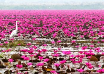 Wisata Danau Lotus via Goodnewsfromindonesia