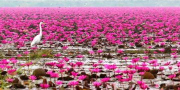 Wisata Danau Lotus via Goodnewsfromindonesia