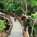 Taman Wisata Mangrove Sukadana via Gpswisataindonesia