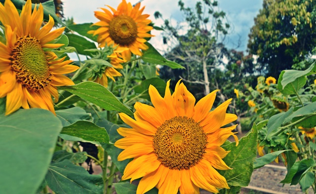 Kebun Bunga Matahari Batang Bahal