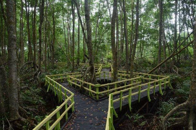 Hutan Mangrove di Mandah via Infoinhil - Tempat Wisata di Indragiri Hilir