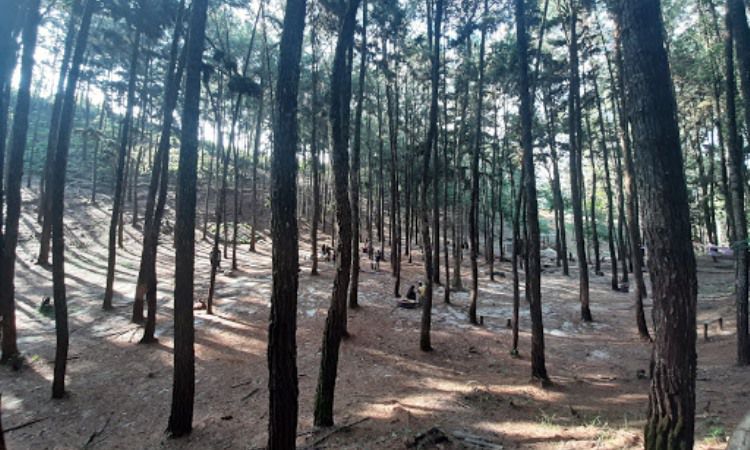 Hutan Pinus Kampar Foto Nurul Wahyudi