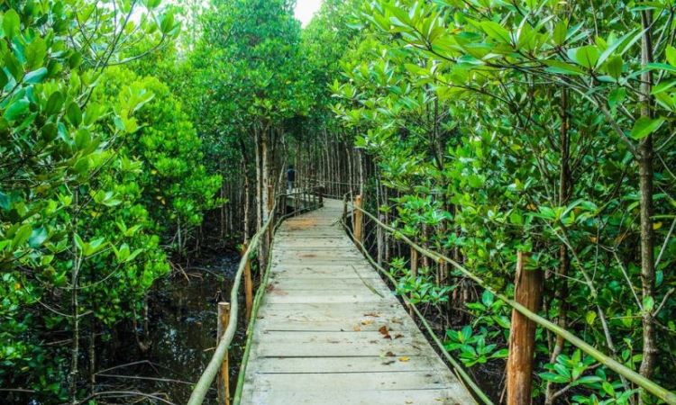 Hutan Mangrove via Okezone