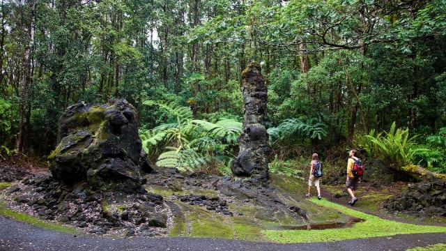 Salah Satu Hutan di Hawaii via Kumparan