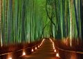 Arashiyama Bamboo Forest via Pinterest