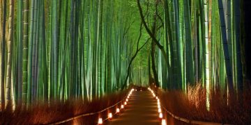 Arashiyama Bamboo Forest via Pinterest