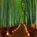 Arashiyama Bamboo Forest via Pinterest