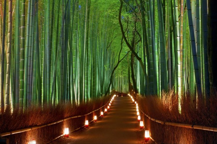 Arashiyama Bamboo Forest via Pinterest