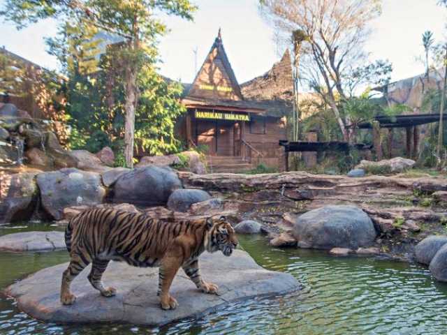 Harimau Sumatera juga bisa disaksikan di kebun binatang Batu Secret Zoo