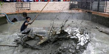 “Memancing Buaya” via Jawa pos