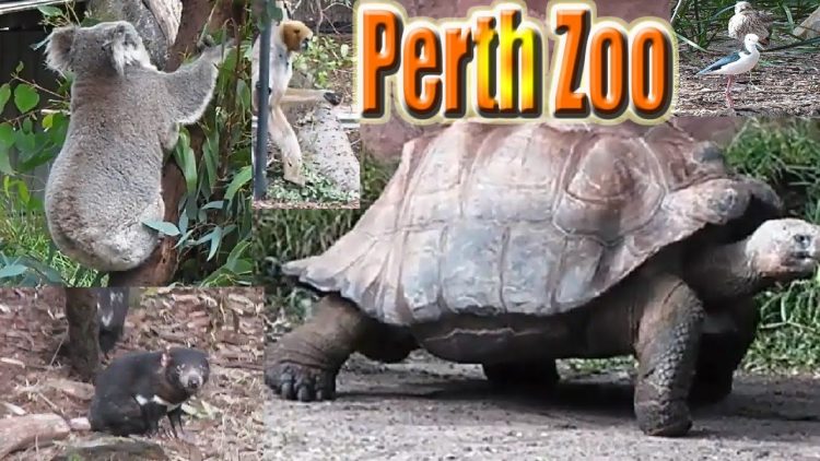 Perth Zoo via Pinterest