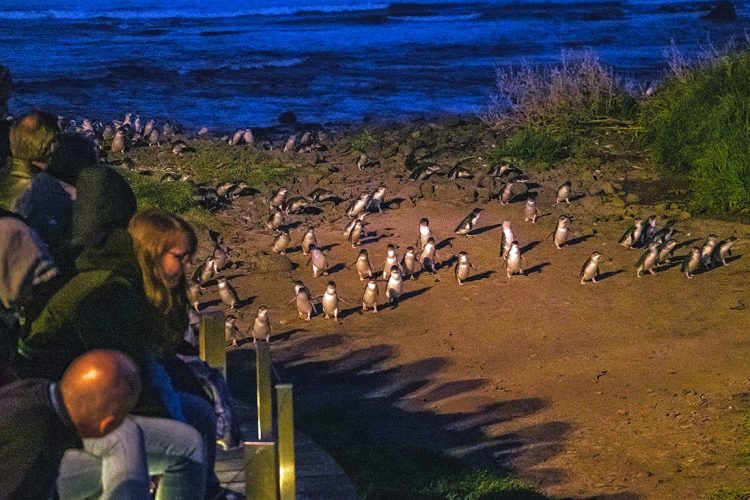 Phillip Island Penguin Parade via Tiket