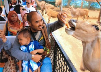 Zona Safari Farm via Buzzerbezz