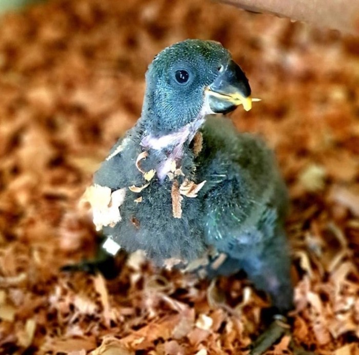 bayi burung Kakatua baru menetas