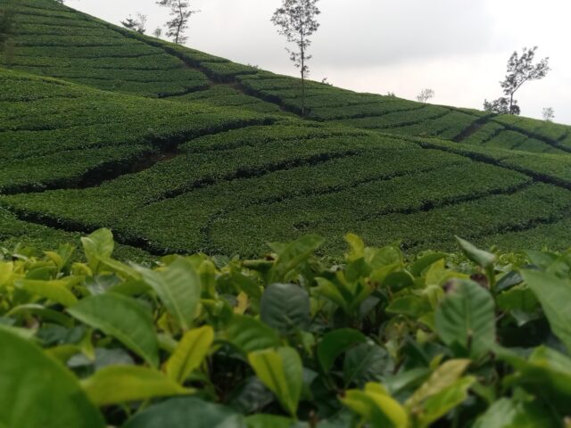 Indahnya pemandangan kebun teh ini bisa terlihat di Desa Tambi Kabupaten Wonosobo, Jawa Tengah – Foto Google Maps Muhammad Arifin