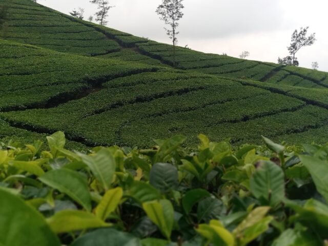 Indahnya panorama kebun teh ini bisa terlihat di Desa Tambi Kabupaten Wonosobo, Jawa Tengah – Foto Google Maps Muhammad Arifin