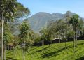 Kebun Teh Tambi